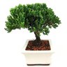 bonsai_procumbens_7_anos_28_cm_13958_2_8e6641d68d479f206493e39a09c12b86