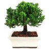 bonsai_procumbens_7_anos_28_cm_13958_3_b69ea886a570587825b168f82f68fe42
