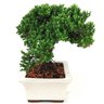 bonsai_procumbens_7_anos_28_cm_13958_4_fbdc7c4363116778c3c4a7e629e12d63