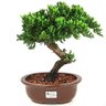 bonsai_procumbens_8_anos_32_cm_13960_1_1350cdfc553f4f057e39368e8d61a8fa