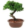 bonsai_procumbens_8_anos_32_cm_13960_3_0a30174d7f4ab86c164e3574c187073b