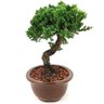 bonsai_procumbens_8_anos_32_cm_13960_4_14b0c966cc31b3ecf9d72f2c34e061f8