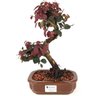bonsai_loropetalum_rubrum_4_anos_28_cm_14052_1_051d578cdd321d4040c238ff9410afcb