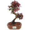 bonsai_loropetalum_rubrum_4_anos_28_cm_14052_3_5e4c831017616fdd04ee305059590103