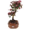 bonsai_loropetalum_rubrum_4_anos_28_cm_14052_4_045ddcafa160ecae9364183e72fcfd7c
