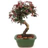bonsai_loropetalum_rubrum_3_anos_28_cm_14058_1_8c0aa8cea7b83d3c1b318f8e9fe3140c