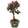 bonsai_loropetalum_rubrum_3_anos_28_cm_14058_2_67f153359f7d84a5540195345418e7f4