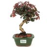bonsai_loropetalum_rubrum_3_anos_28_cm_14058_3_aa57d51edce7e671fb45e307b9914c49