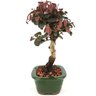 bonsai_loropetalum_rubrum_3_anos_28_cm_14058_4_129a6fe4084eedebda00649b9102d1f3