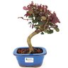 bonsai_loropetalum_rubrum_3_anos_26_cm_14060_1_8c662c0a8a8dd05b0ffe3a3d5f636386
