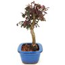 bonsai_loropetalum_rubrum_3_anos_26_cm_14060_2_579770f72ba108ebbb33432e40e0bff0