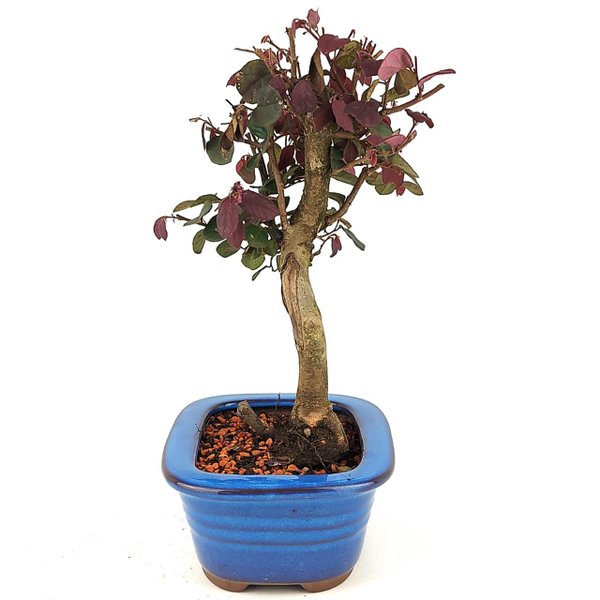 bonsai_loropetalum_rubrum_3_anos_26_cm_14060_2_579770f72ba108ebbb33432e40e0bff0