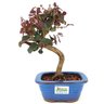 bonsai_loropetalum_rubrum_3_anos_26_cm_14060_3_263ab75662726f745e949e57da956b90
