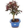 bonsai_loropetalum_rubrum_3_anos_26_cm_14060_4_d745d8d775a7ad427d1d2fc39638dcc3