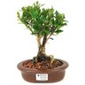 bonsai_cereja_silvestre_4_anos_24_cm_14080_1_c59a00137e322fe295a7cfc6886b7a31