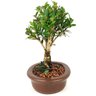 bonsai_cereja_silvestre_4_anos_24_cm_14080_2_dd9c84a3d5ce19179d567cc0c17fad34