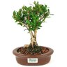 bonsai_cereja_silvestre_4_anos_24_cm_14080_3_744c6f11f9833dafd5613419814f6bfe