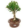 bonsai_cereja_silvestre_4_anos_24_cm_14080_4_b25db3b59478d4265be38a06b9f8a59d