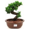 bonsai_procumbens_8_anos_30_cm_14136_1_0fe5d32d79719cd41428771a03c53cd7