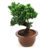 bonsai_procumbens_8_anos_30_cm_14136_2_6ba05a7ec978328ca0d311bfe16f4867