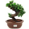 bonsai_procumbens_8_anos_30_cm_14136_3_09b78ee9eb2ca9902bbfdf7fac9c9370