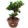 bonsai_procumbens_8_anos_30_cm_14136_4_d1a905b5b6592b051a0cea61c847eba0