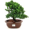 bonsai_procumbens_8_anos_32_cm_14142_1_55f76b189e7bb6ec2e0d7062d3d02e04