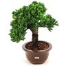 bonsai_procumbens_8_anos_32_cm_14142_2_ed7fa6fd90cfe14633e456401d9aeca1