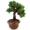 bonsai_procumbens_8_anos_32_cm_14142_4_ec836928e041c7694cd9091750826970