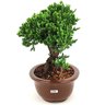 bonsai_procumbens_8_anos_33_cm_14148_2_ce58d874491a4bdf395e64eb6e902a89