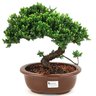 bonsai_procumbens_8_anos_33_cm_14148_3_ccf895f4519865d0d22c559a1afd8973