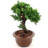 bonsai_procumbens_8_anos_33_cm_14148_4_ba61926aa698f1dde17945b77428b5eb