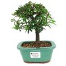 bonsai_caliandra_rosa_3_anos_21_cm_14172_1_6c7e5cc70a8a166fe2a5ae21ae28daa8