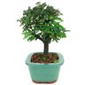 bonsai_caliandra_rosa_3_anos_21_cm_14172_2_4ed0782a2995381097d734902d665c22
