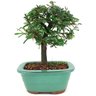 bonsai_caliandra_rosa_3_anos_21_cm_14172_3_93664e0c94698418dfb16312808ca47b