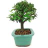 bonsai_caliandra_rosa_3_anos_21_cm_14172_4_c09bdc25ad2e2584e9f3bdfcf38f550f
