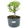 pre_bonsai_piracanta_variegata_3_anos_22_cm_14208_1_75d500712883af689399d32af71c8df7