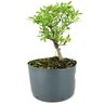 pre_bonsai_piracanta_variegata_3_anos_22_cm_14208_2_9a00f316b8e4c80fd10fb7047b69f69a