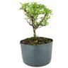 pre_bonsai_piracanta_variegata_3_anos_22_cm_14208_3_05b88c57e6c6f318885b8d95dfeb7a43