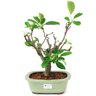 bonsai_mini_maca_malus_everest_7_anos_36_cm_14248_1_2860834464a1455e0cfd0fa43840c00d