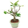 bonsai_mini_maca_malus_everest_7_anos_36_cm_14248_2_ff5b1f57e90f8ad479cda42646722290