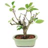 bonsai_mini_maca_malus_everest_7_anos_36_cm_14248_3_d37c1aff2fb2a9dfcf0d6d4a63f086d0