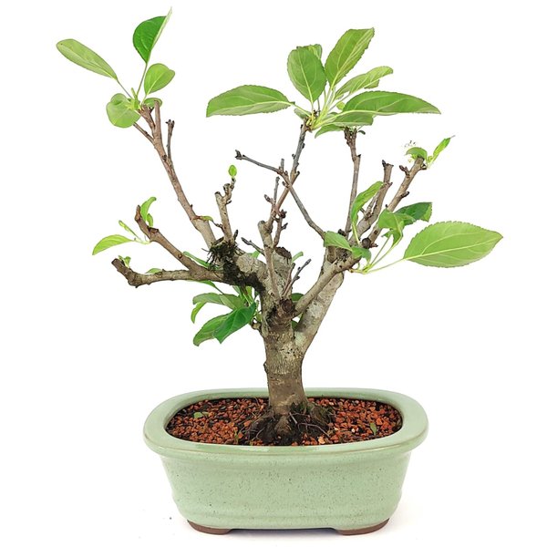 bonsai_mini_maca_malus_everest_7_anos_36_cm_14248_3_d37c1aff2fb2a9dfcf0d6d4a63f086d0