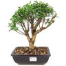 bonsai_mini_goiaba_6_anos_33_cm_14252_1_b9418e88c0022d183c4be7056892a875