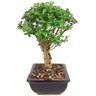 bonsai_mini_goiaba_6_anos_33_cm_14252_2_6983286832d9c1abbc24dbcd55c358c5