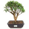 bonsai_mini_goiaba_6_anos_33_cm_14252_4_454a47caefcb320dd4a37091c0269b08