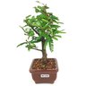 bonsai_caliandra_rosa_2_anos_22_cm_14317_2_e006b53c275f9d5db3b8a46f6a7c4b29