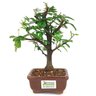 bonsai_caliandra_rosa_2_anos_22_cm_14317_3_530b0255a54a213b448745e3ca73b623
