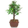 bonsai_caliandra_rosa_2_anos_22_cm_14317_4_1ab44b226daca8ceeda5b21e96367f39