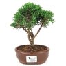 bonsai_shimpaku_2_anos_20_cm_14321_1_ea1f738003da073818e310d4f097a3c9